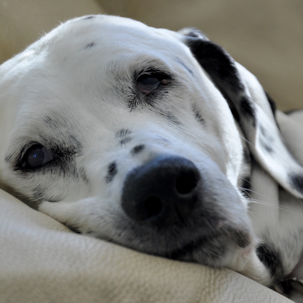Пятнистый далматин спит на кровати 