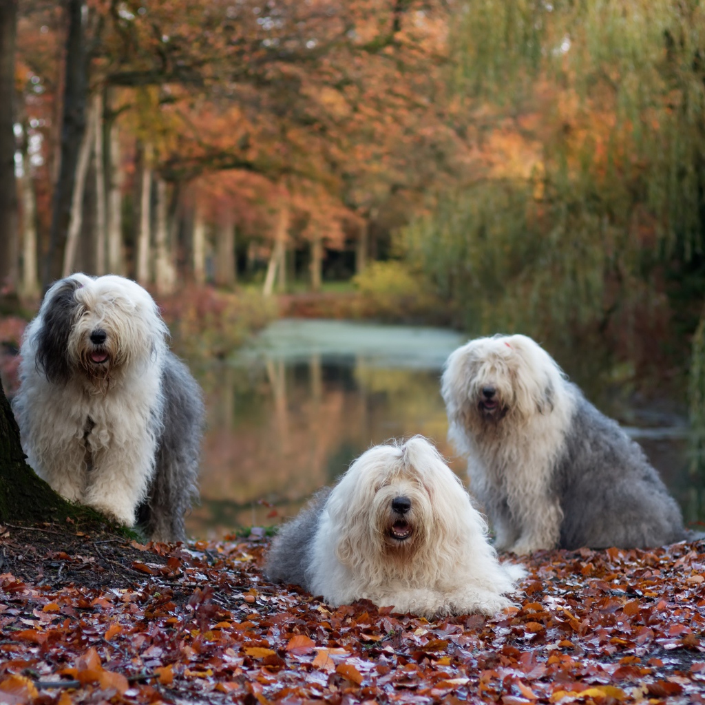 Три собаки породы Бобтейл у дерева с опавшей листвой