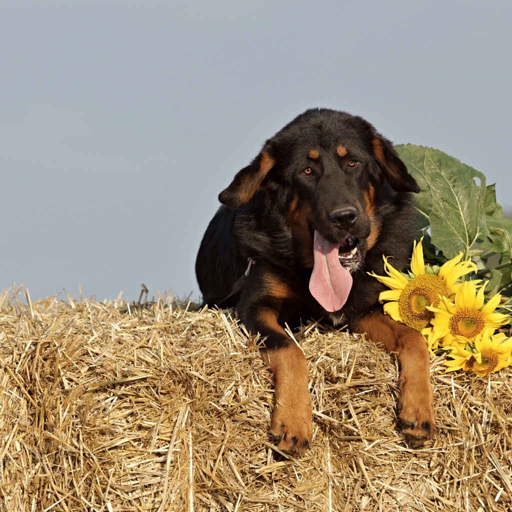 Тибетский мастиф с высунутым языком лежит на соломе 