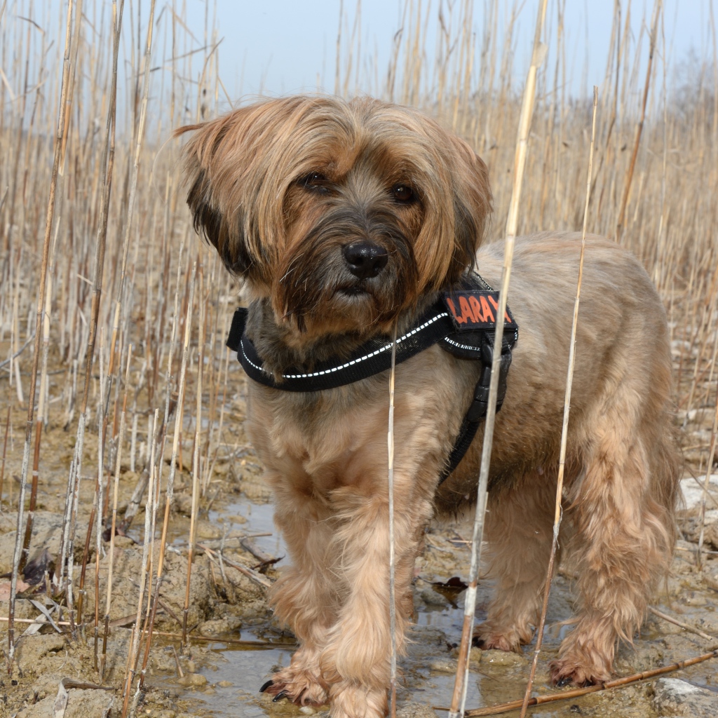 Тибетский терьер стоит в воде в камышах