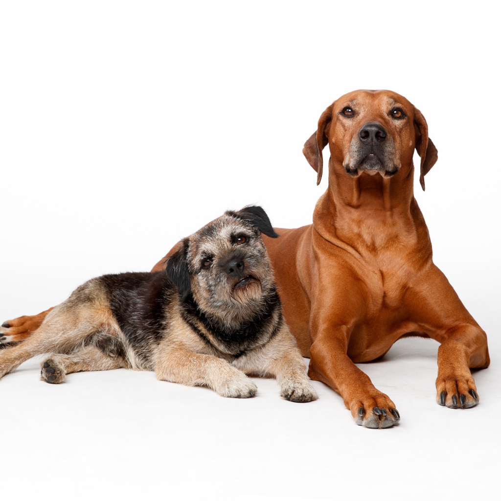 Две породистые собаки на белом фоне