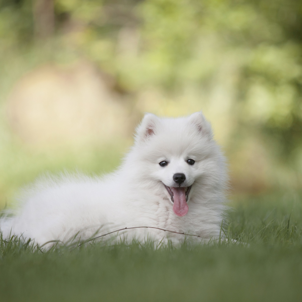 Белый шпиц с высунутым языком лежит на траве