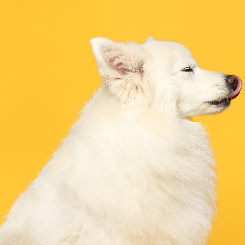 Белый шпиц с высунутым языком на желтом фоне
