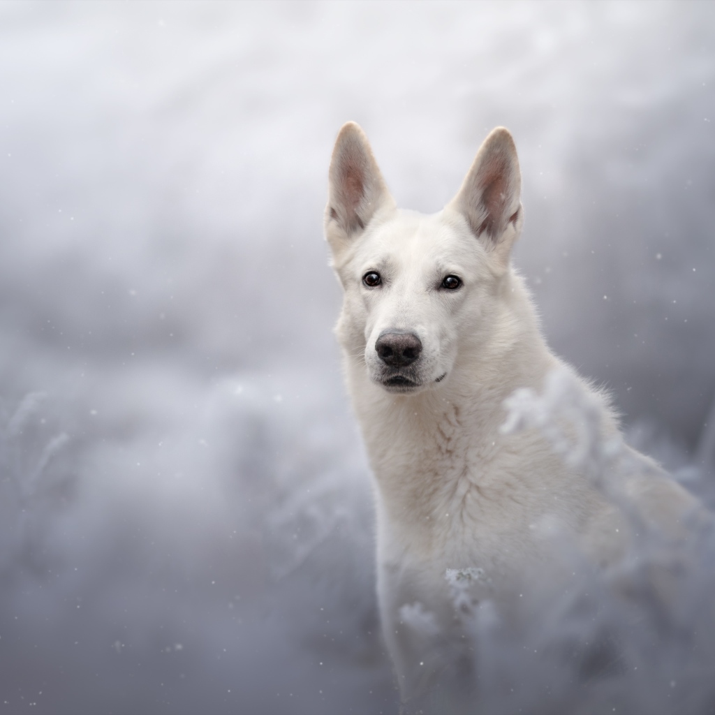 Белая Швейцарская Овчарка смотрит вдаль 