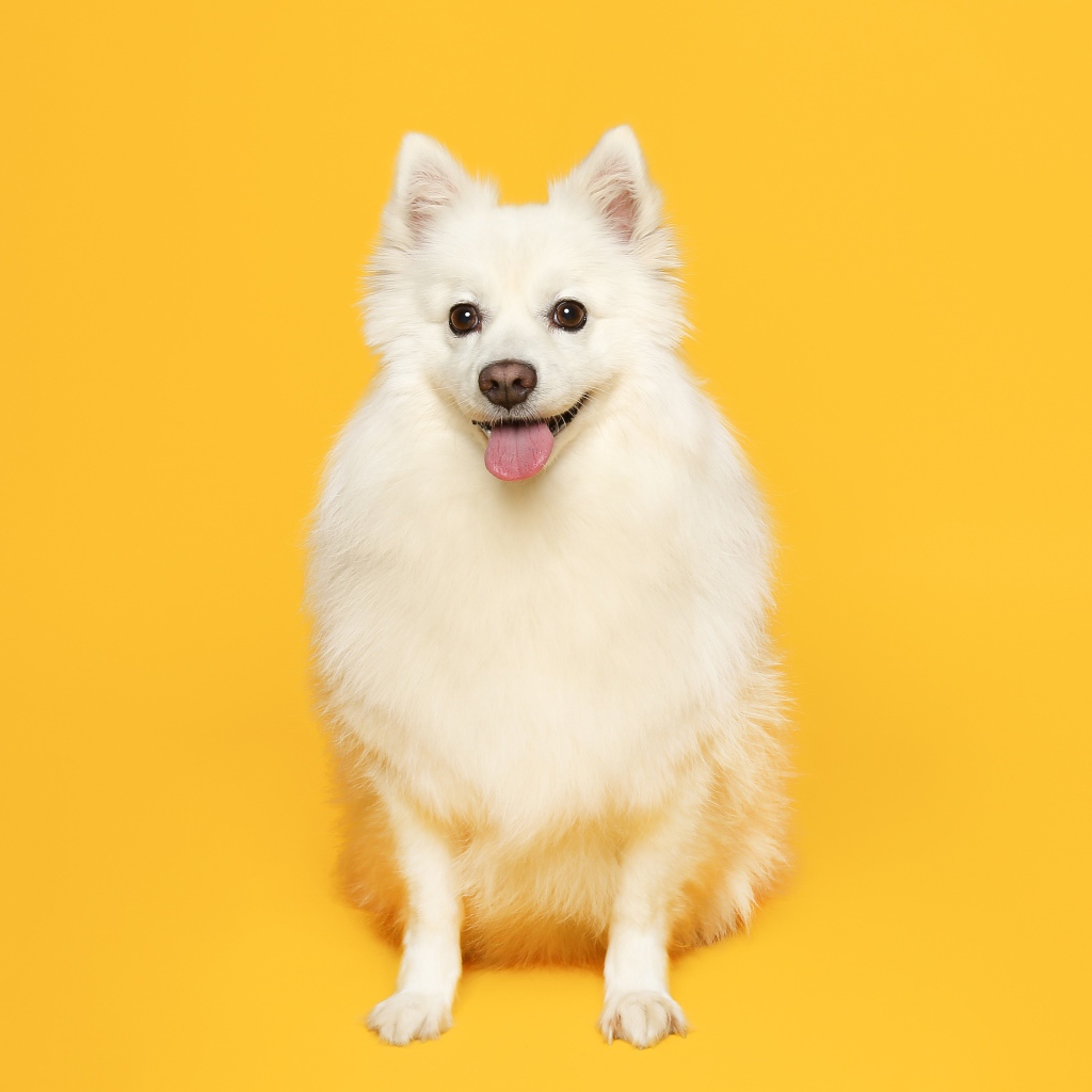 Белый пушистый шпиц на желтом фоне 