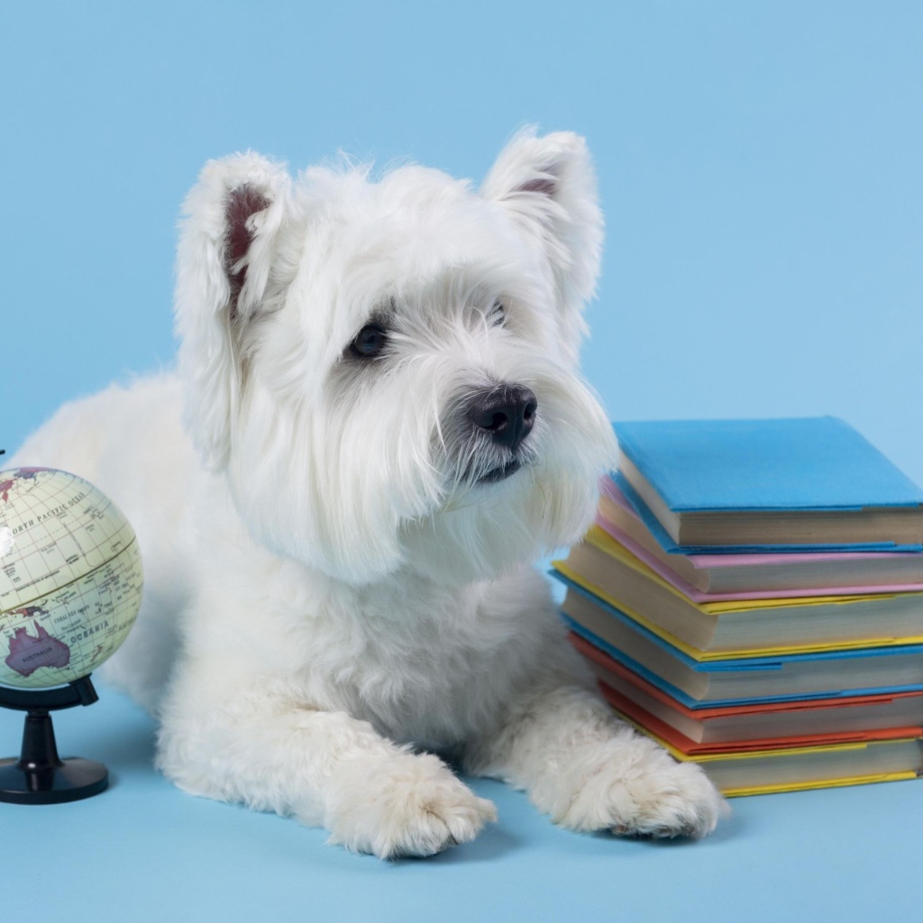 Белый породистый пес с книгами на сером фоне 