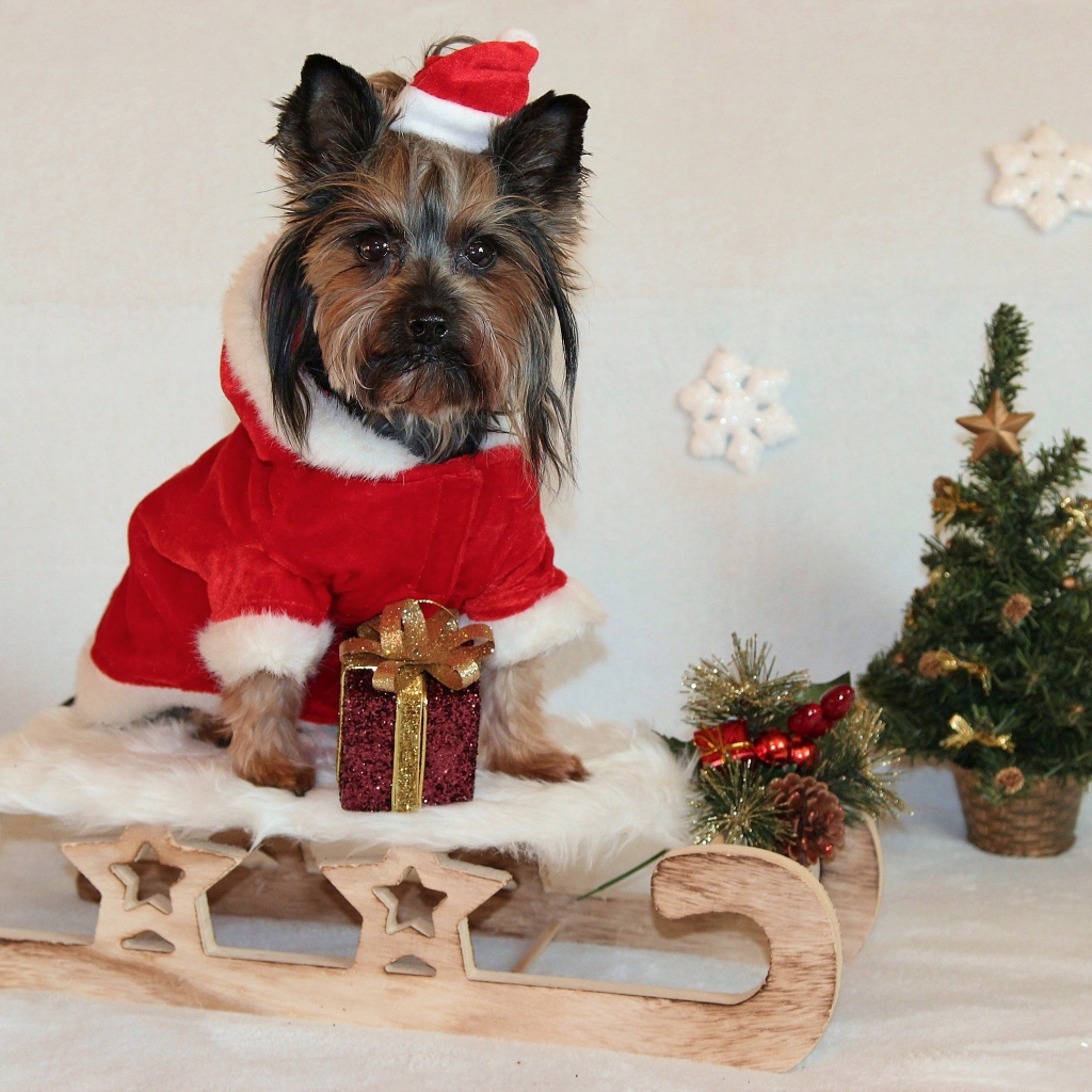 Йоркширский терьер на санках у новогодней елки 