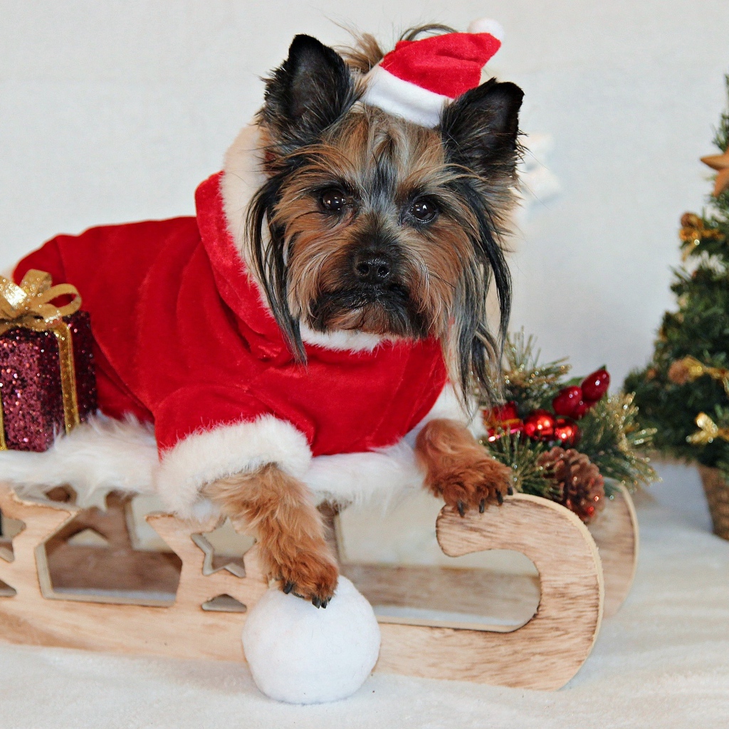 Йоркширский терьер  с подарками в новогоднем костюме 
