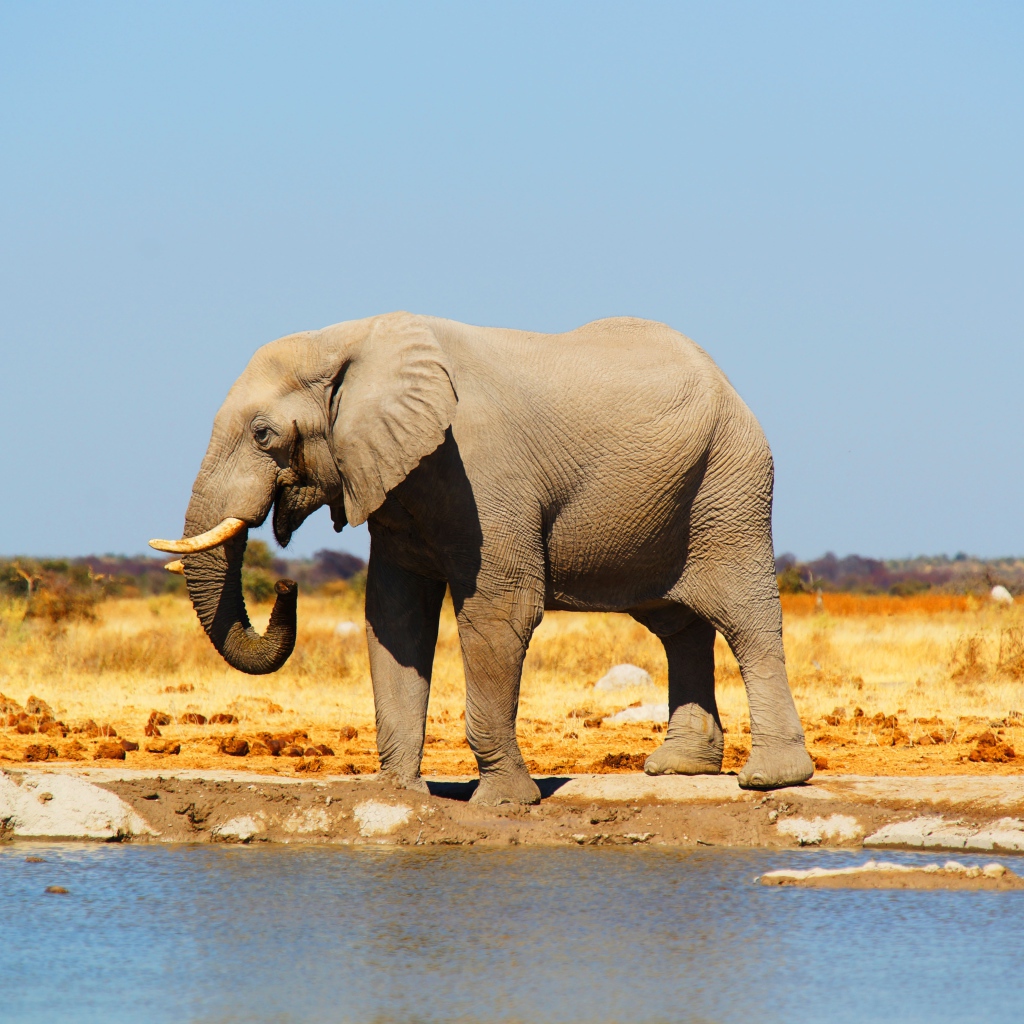 Большой африканский слон у воды