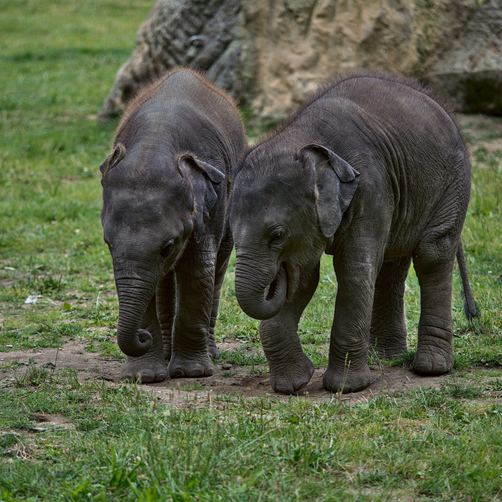 Два маленьких слоненка на зеленой траве 