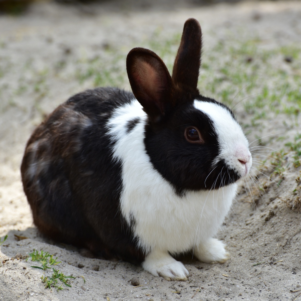 Черно-белый кролик сидит на песке 
