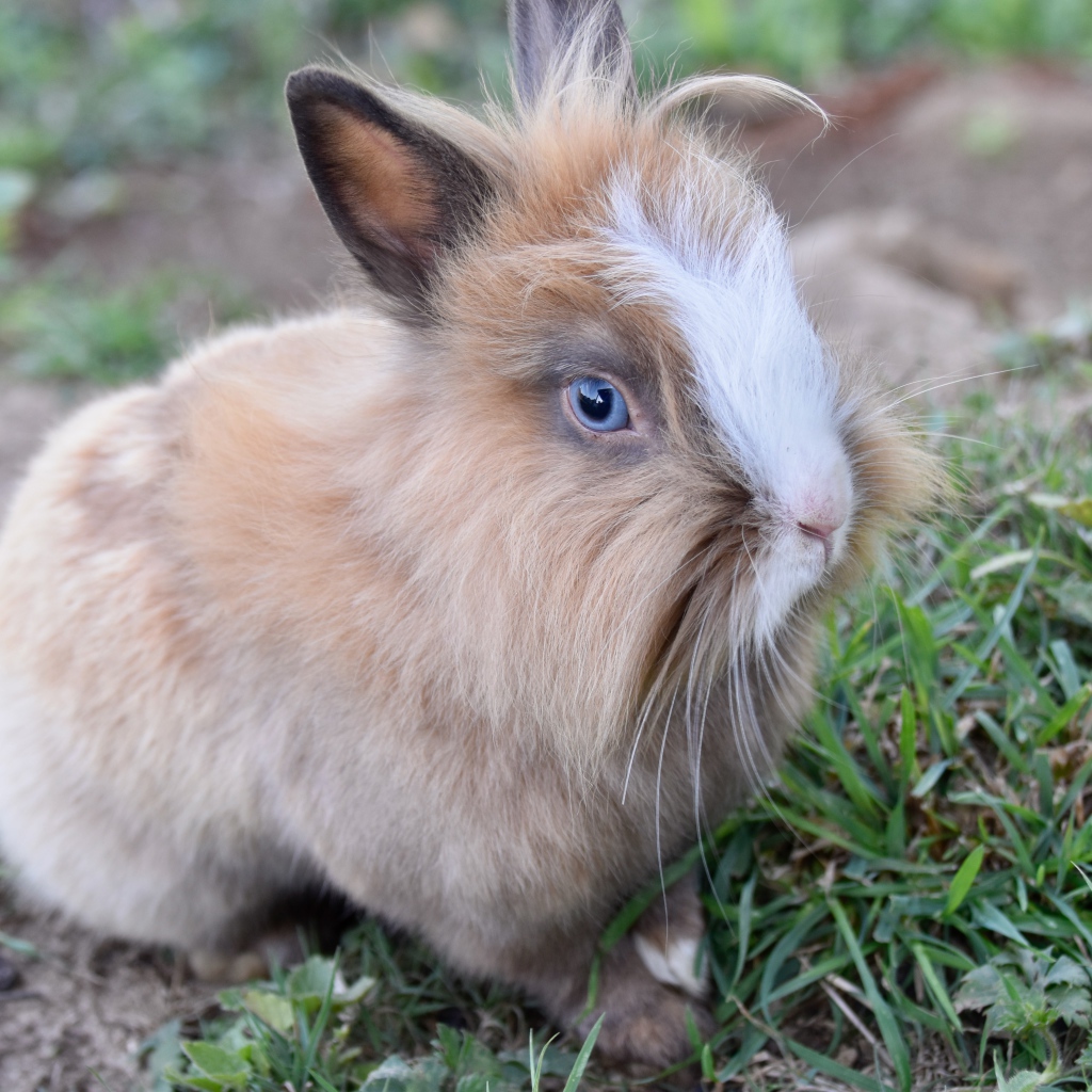 Голубоглазый кролик в зеленой траве