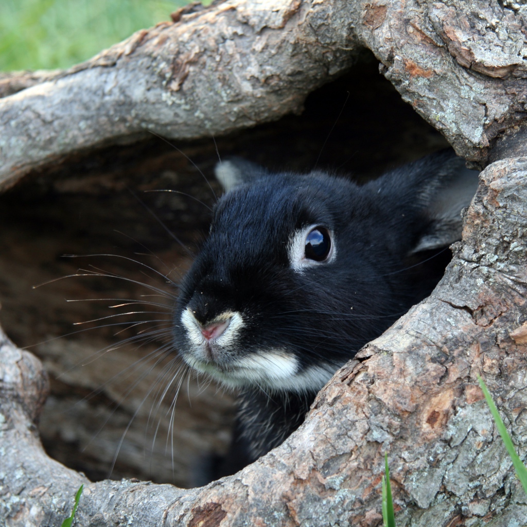 Scared black rabbit sitting in a burrow of wood