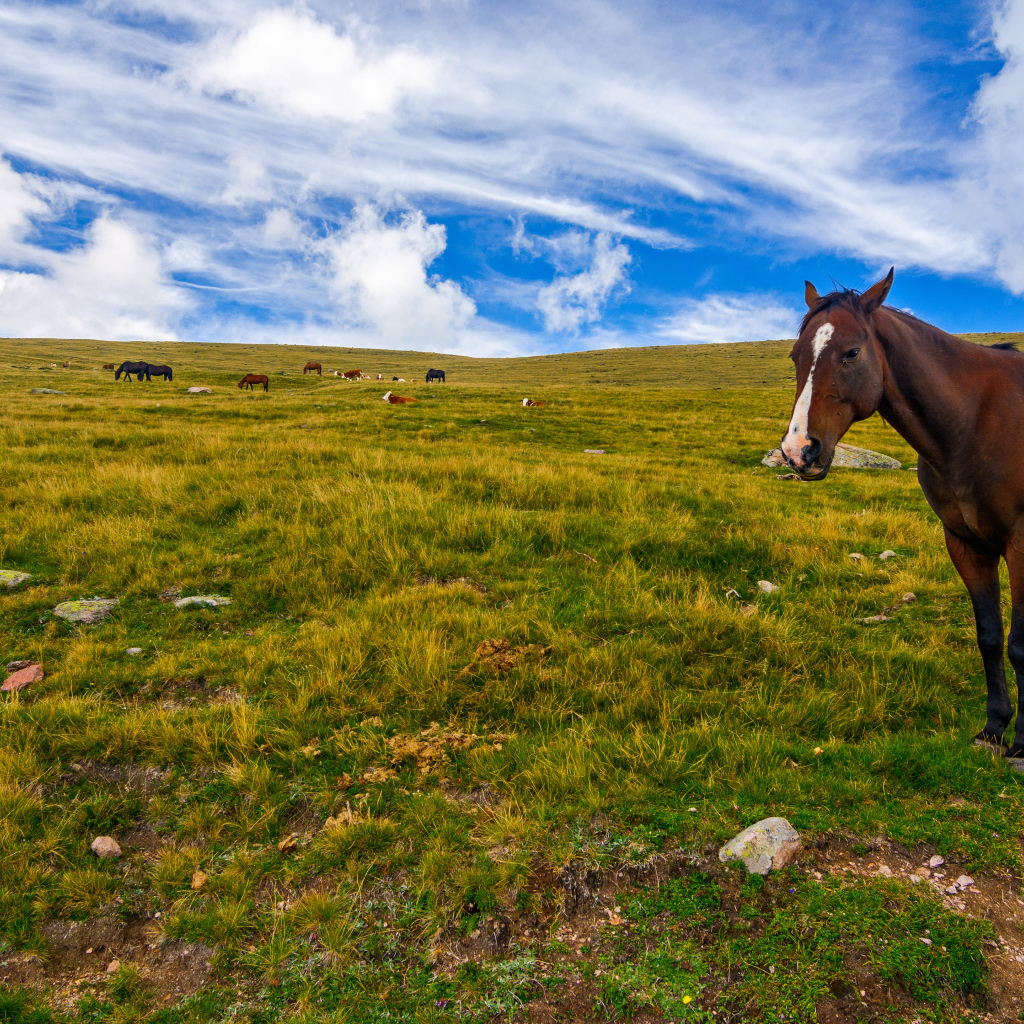 A horse grazes on a field under a beautiful sky