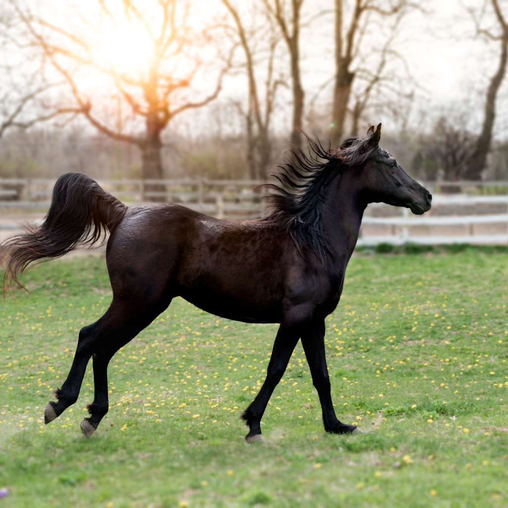 Красивый черный конь на зеленой траве 