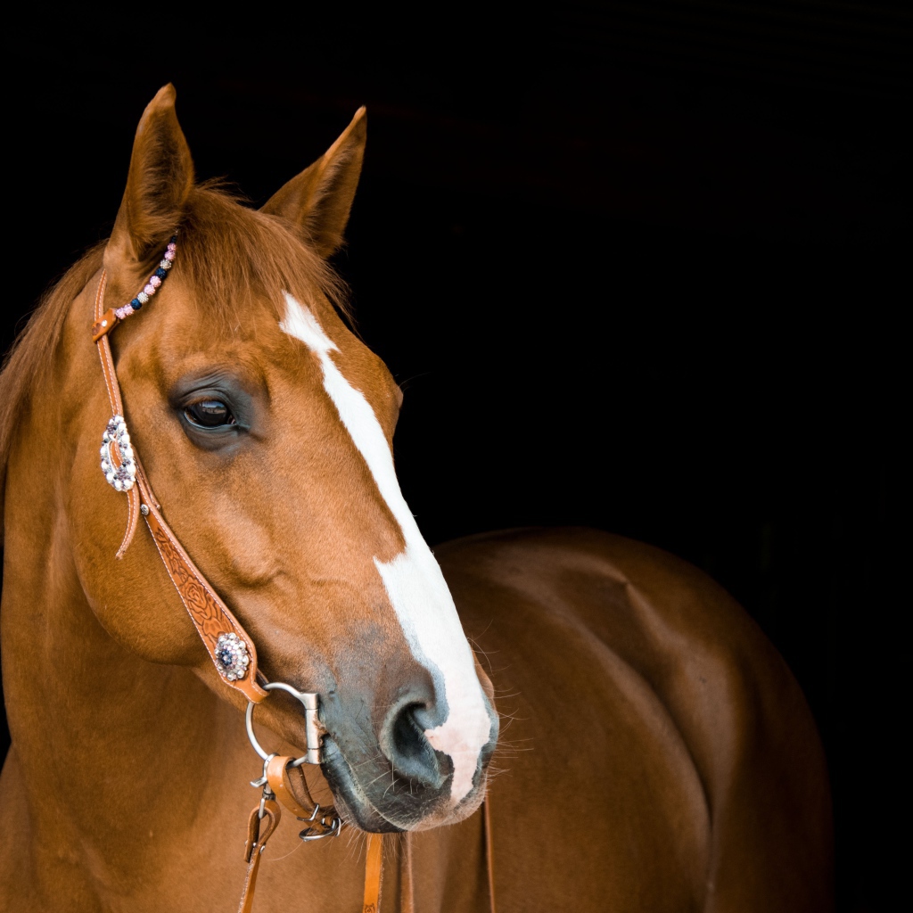 Красивый коричневый конь с уздечкой на черном фоне