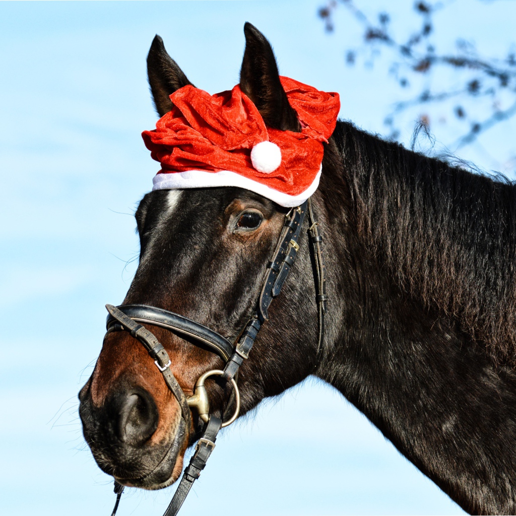 Большой черный конь с новогодней шапкой на голове 