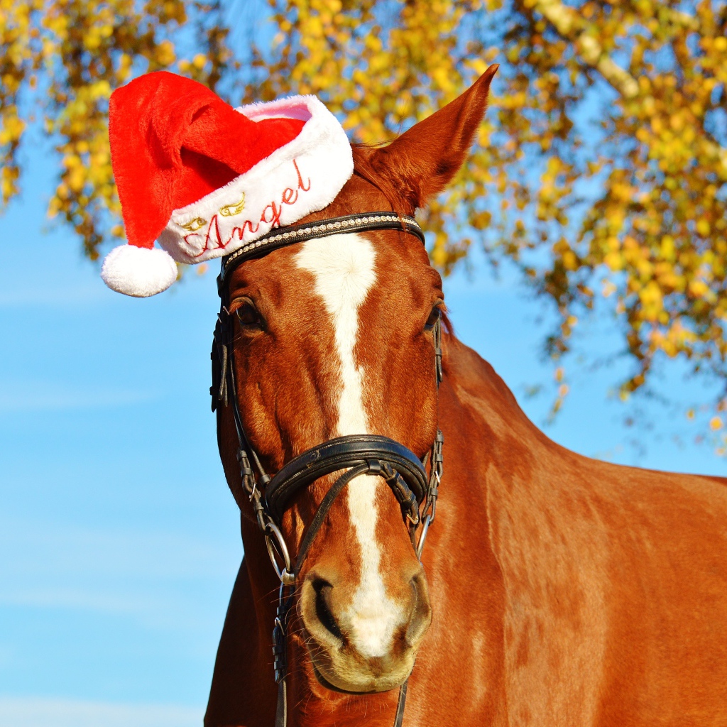 Большой коричневый конь в красной шапке 