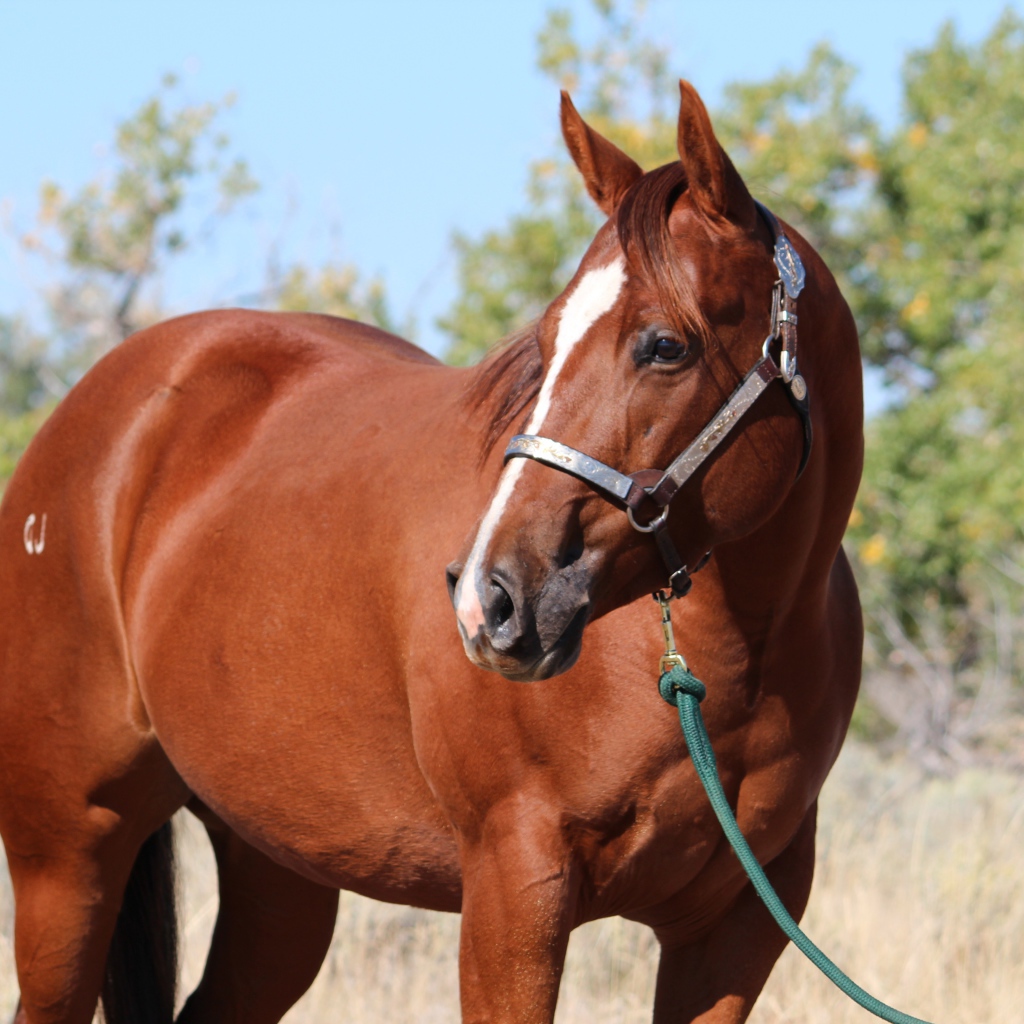 Большой коричневый конь на привязи