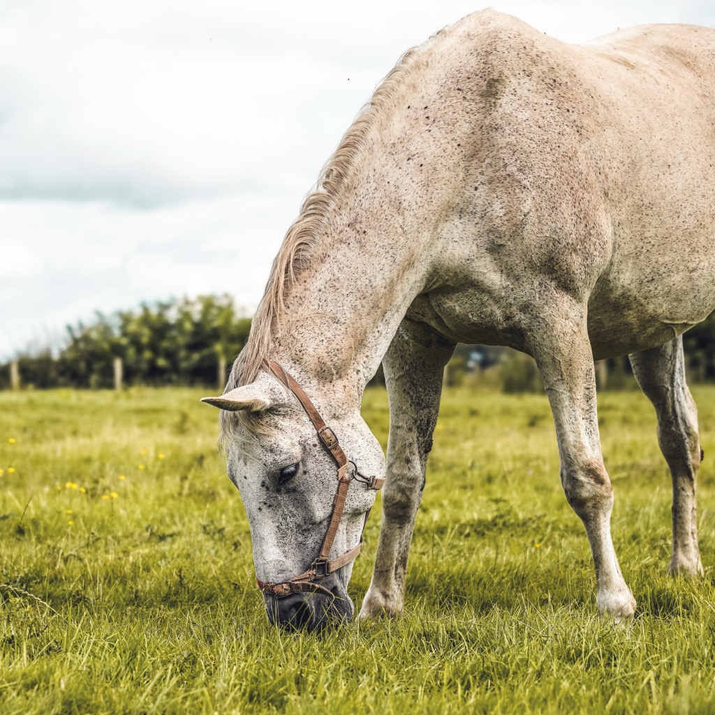 Большая белая лошадь пасется на зеленой траве