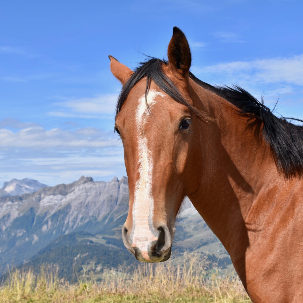 Коричневая лошадь на фоне голубого неба