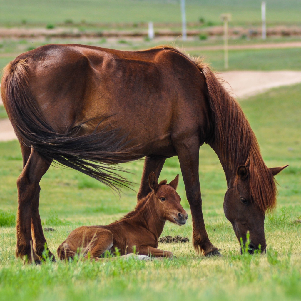Коричневая лошадь с жеребенком на поле с зеленой травой