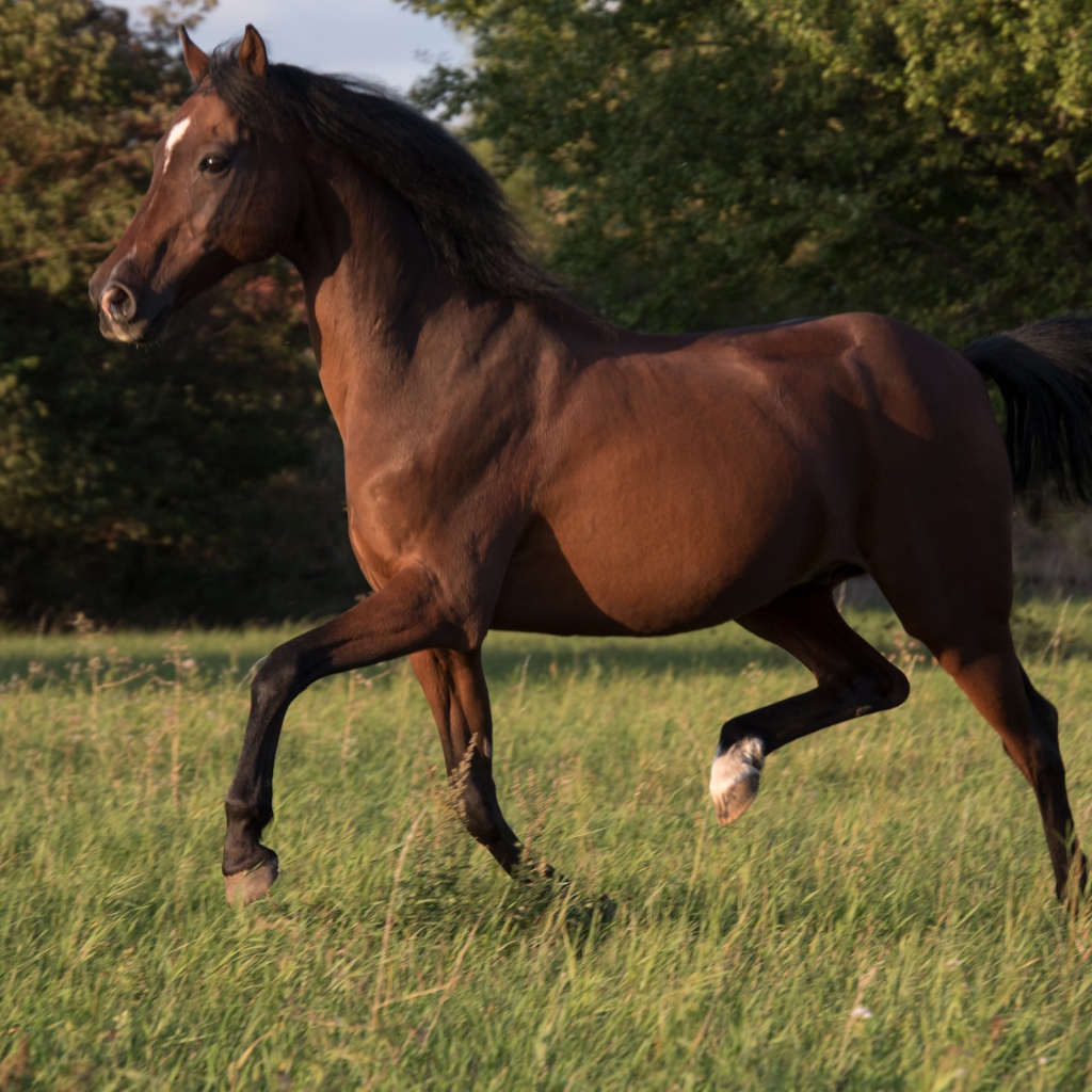 Грациозная коричневая лошадь скачет по траве