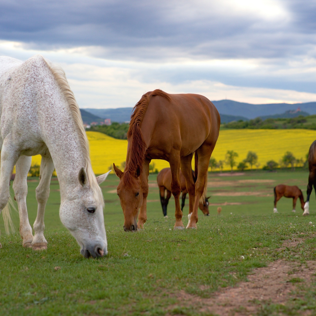 Стадо лошадей пасется на поле 