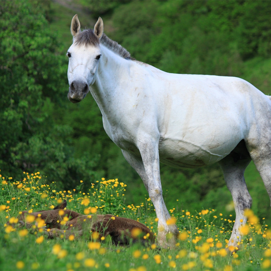 Большая белая лошадь с жеребенком на поляне
