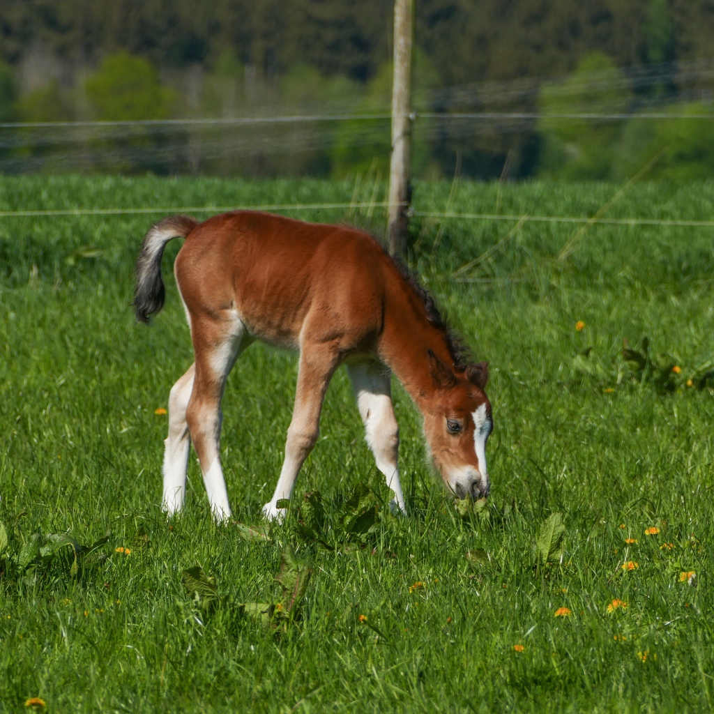 Маленький жеребенок пасется на зеленой траве 