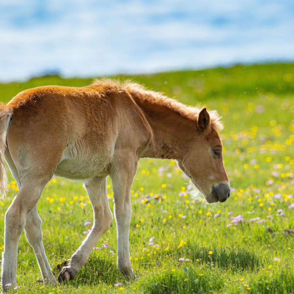 Маленький жеребенок идет по зеленой траве 