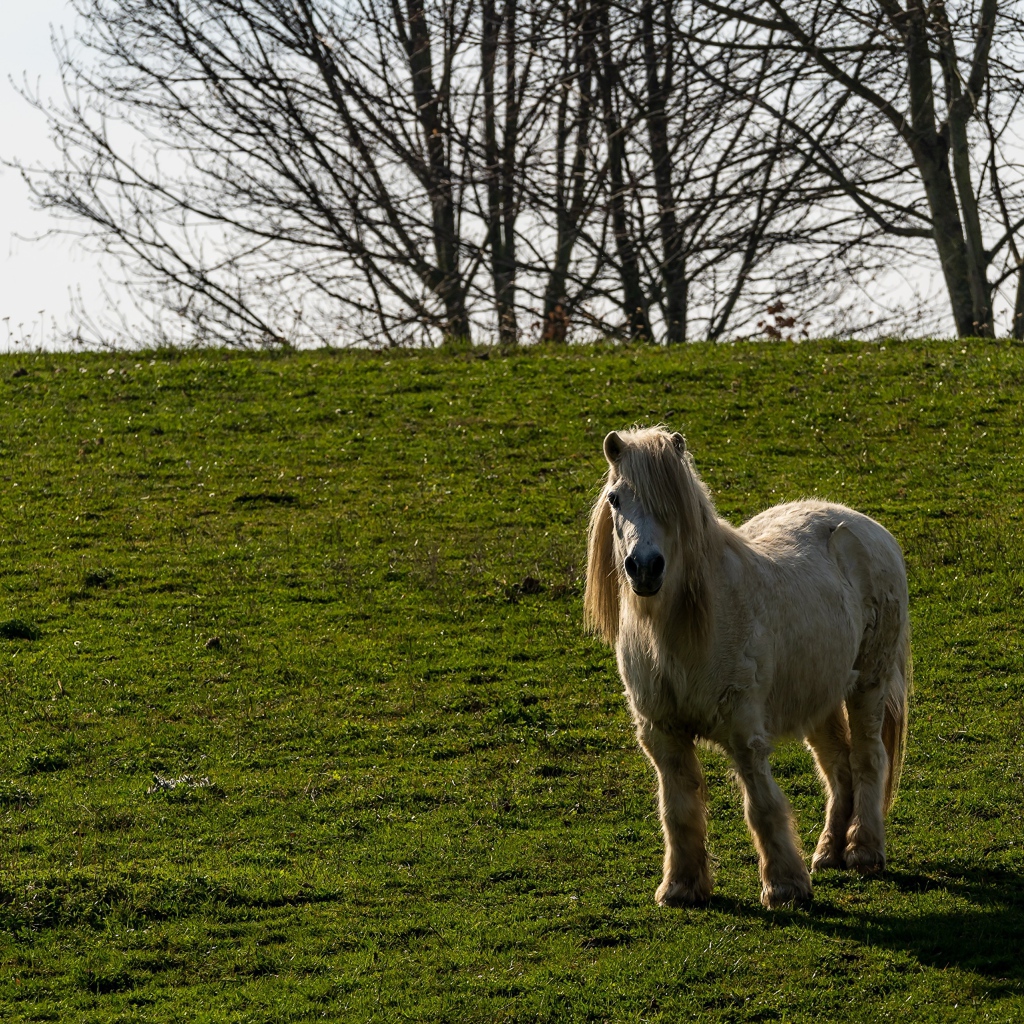 Пони стоит на зеленой траве