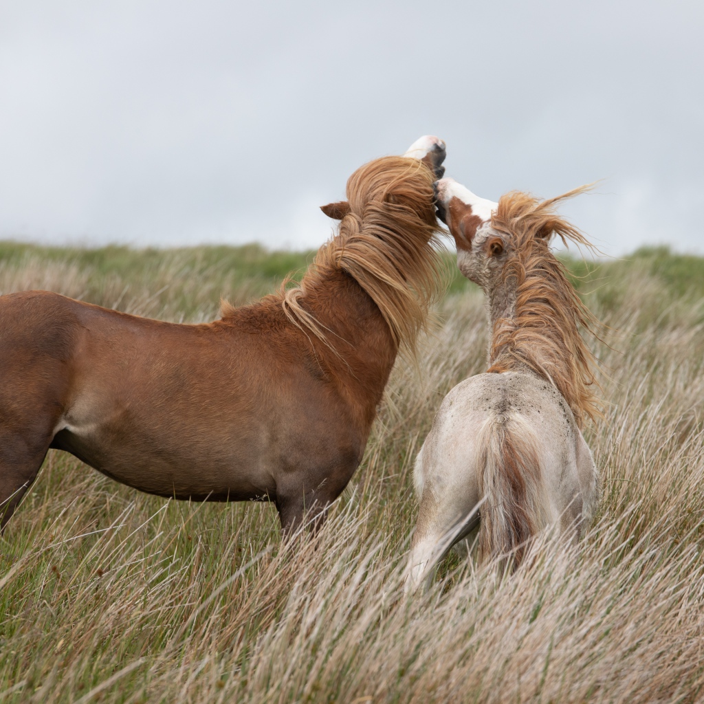 Две лошади пасутся на траве