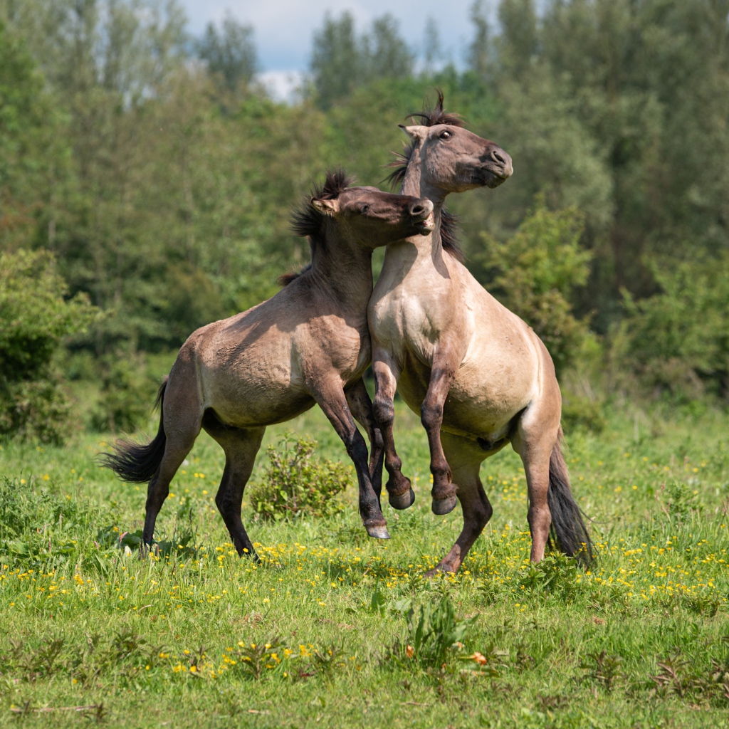 Две лошади играют на зеленой траве