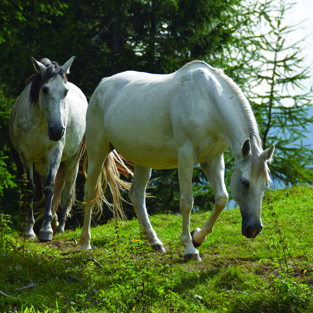 Две белые лошади на зеленой траве