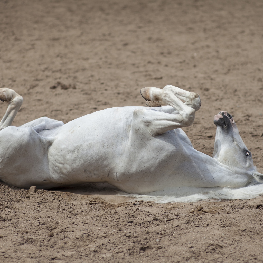 Белый конь лежит песке 