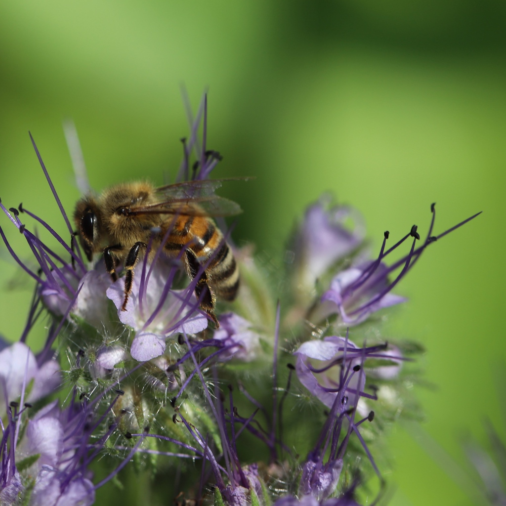 Пчела сидит на фиолетовом цветке на зеленом фоне