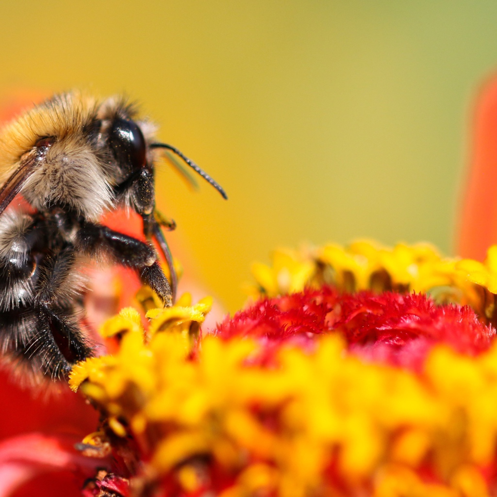 Пчела сидит на цветке циннии 