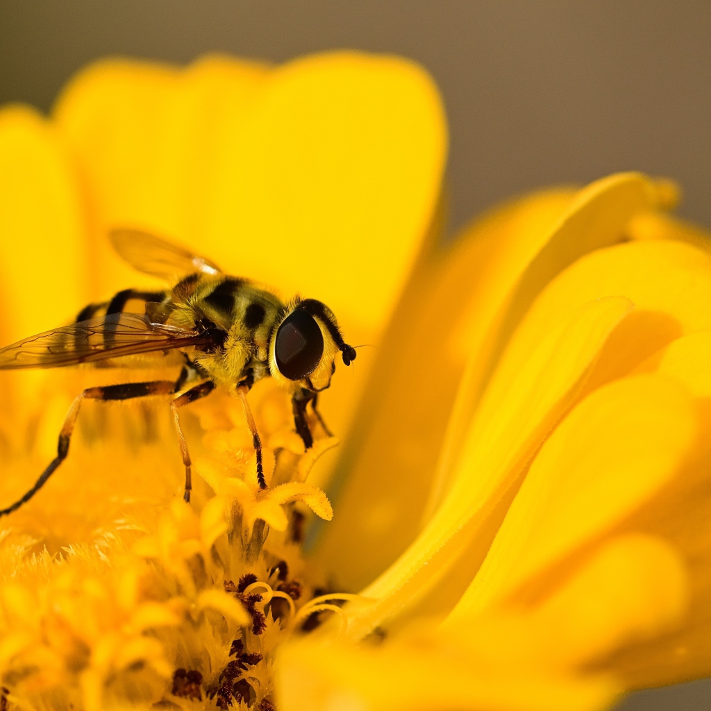 Муха жужжалка сидит на желтом цветке 