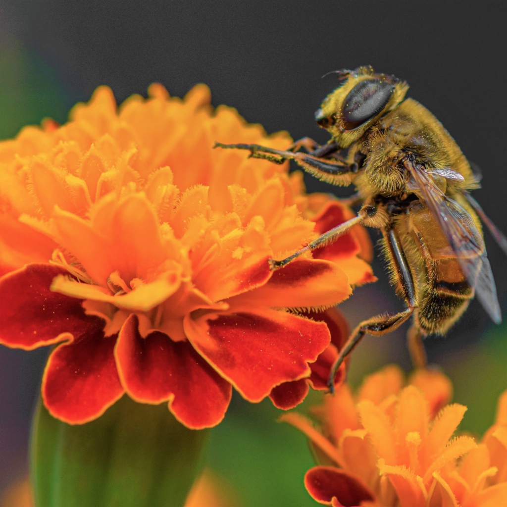 Большая пчела сидит на цветке бархатца 