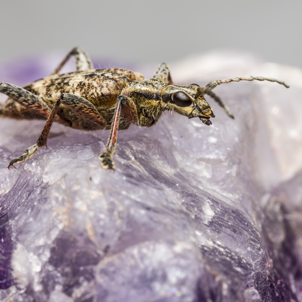 Большой черный-пятнистый усач сидит на кристалле 