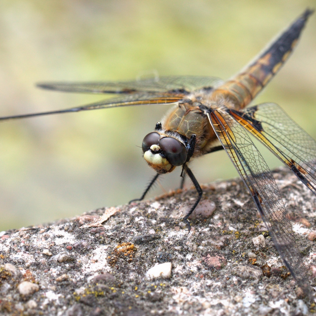 Большая стрекоза сидит на бетонной плите 