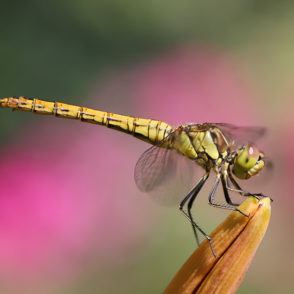 Большая стрекоза сидит на цветке лилии