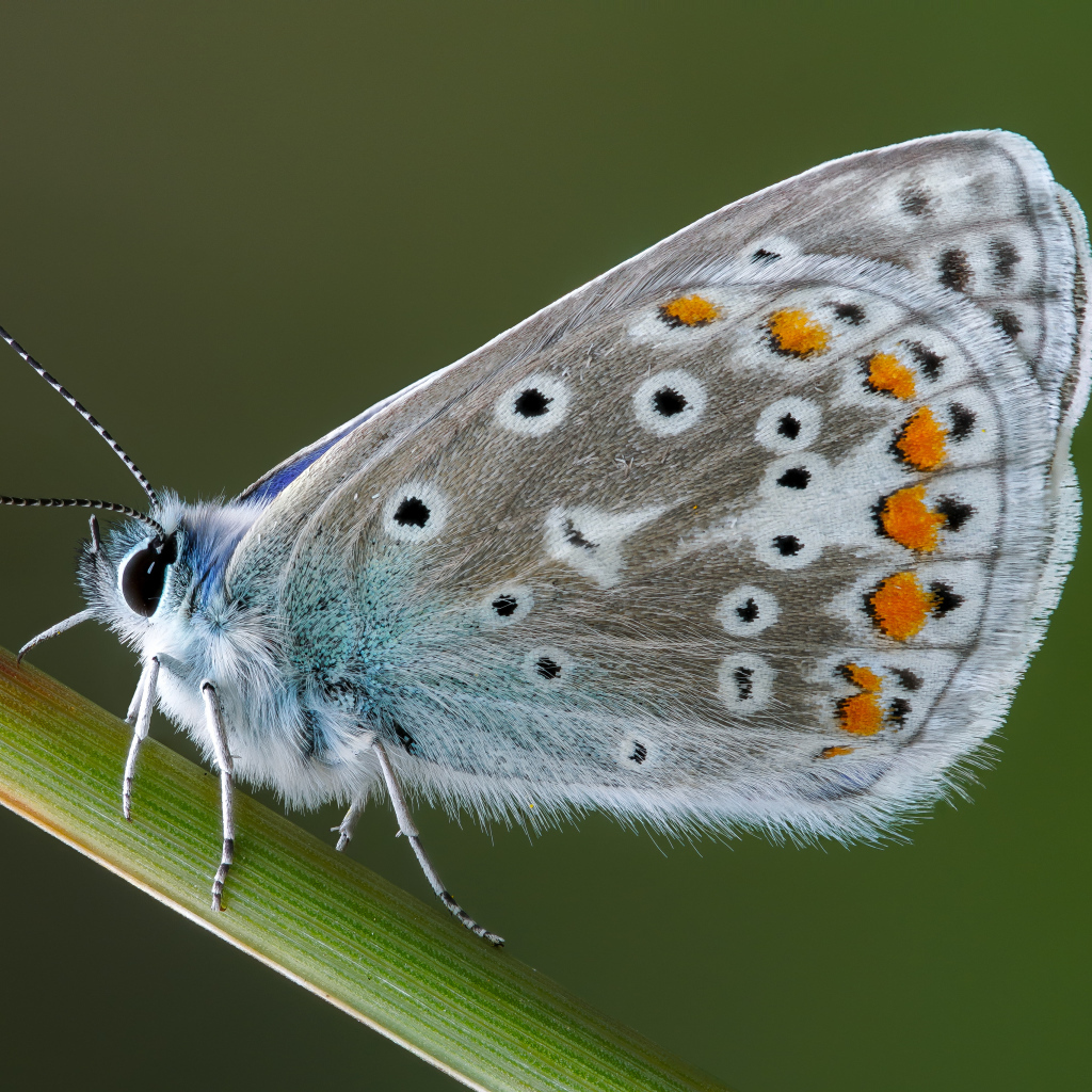 Красивая голубая бабочка сидит на зеленой траве