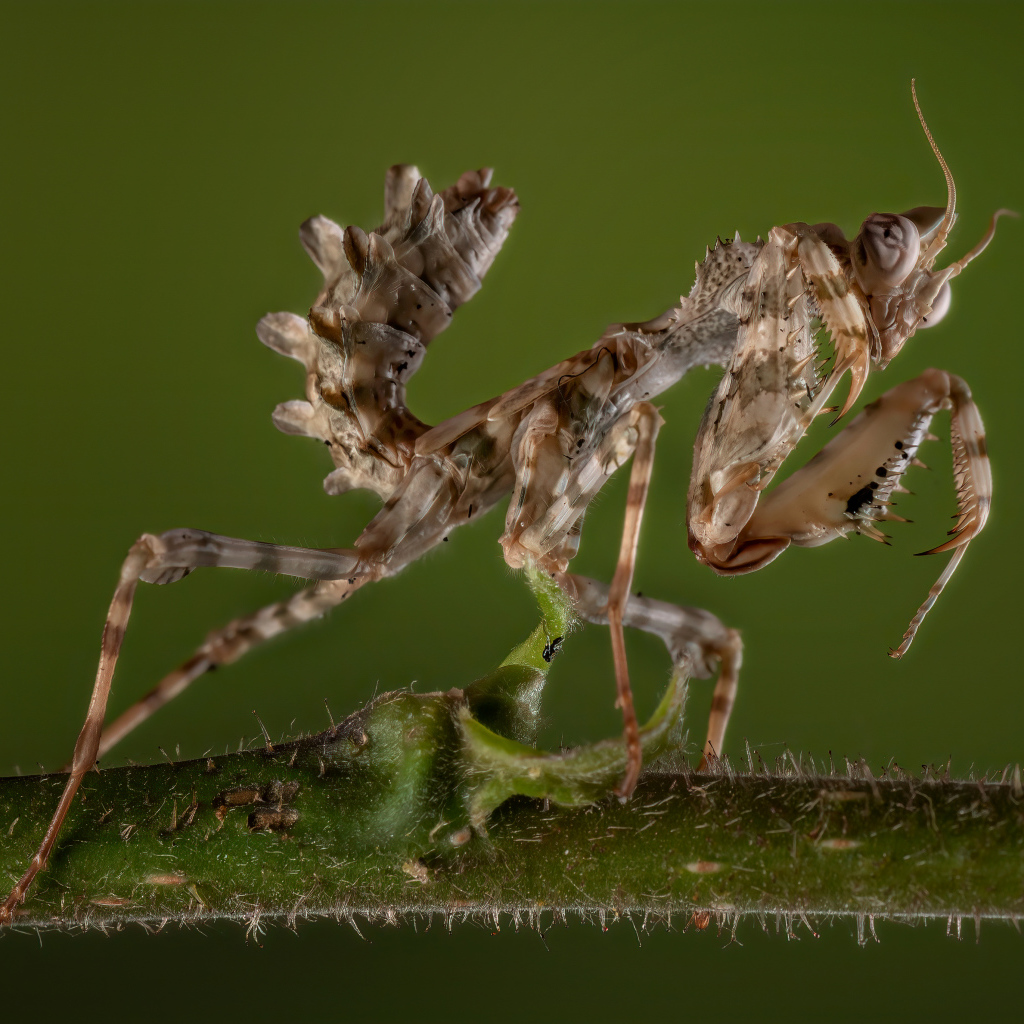Красивый коричневый богомол на зеленом фоне