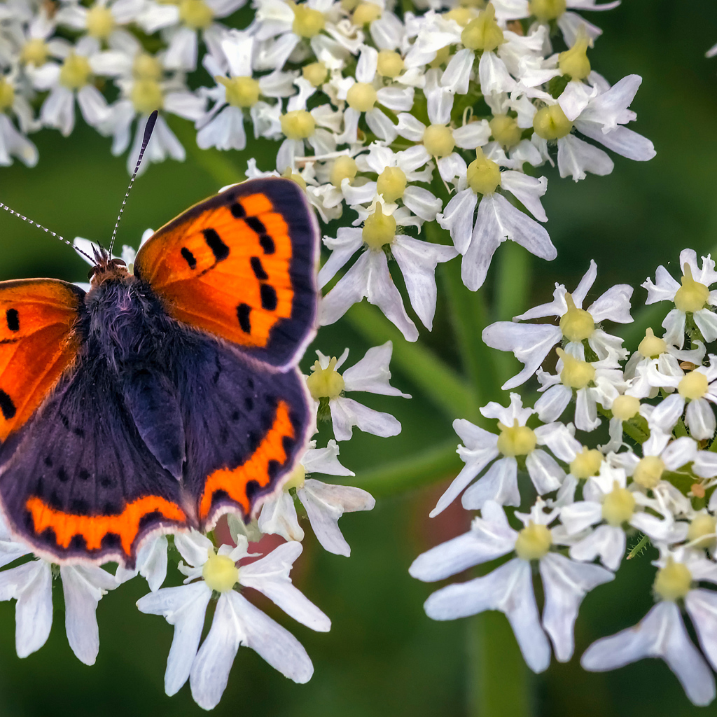 Красивая бабочка с коричневыми крыльями на белом цветке