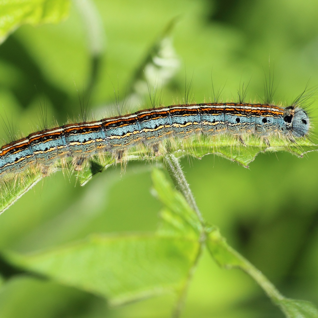 Красивая гусеница на зеленой ветке