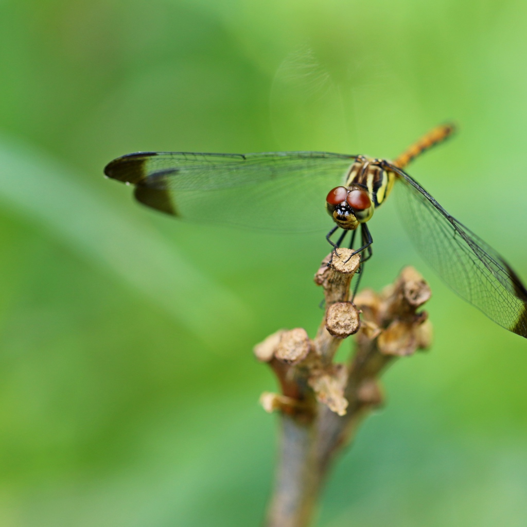Красивая стрекоза с черными прозрачными крыльями 