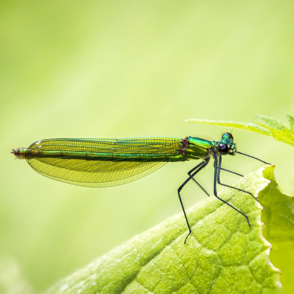 Красивая зеленая стрекоза на зеленом листе 