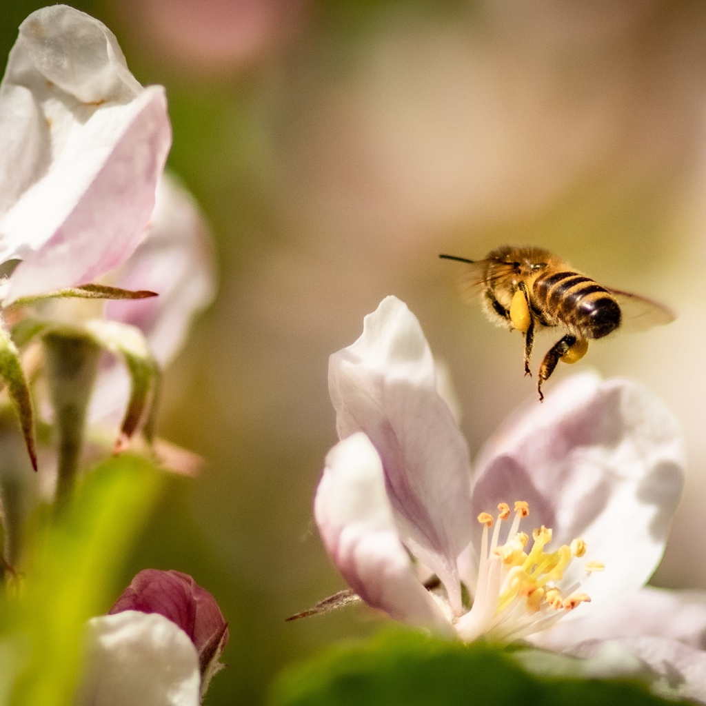 Пчела летает над розовыми цветами яблони 